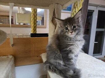 Mainské mývalí kotě s PP