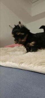 Yorkšírský teriér, jorkširský teriér štěňátka