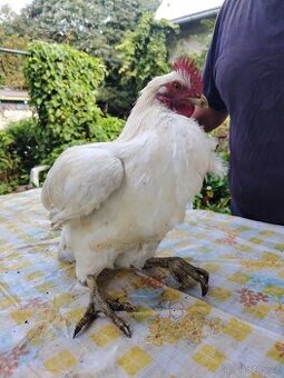 Prodám kohouta