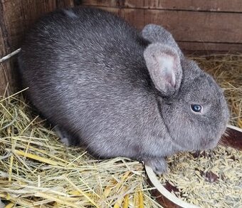 Prodám králíka