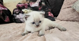 Britská koťátka colorpoit