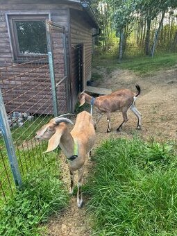 Prodám dvě kozy
