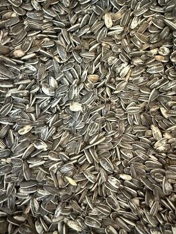 Slunečnice žíhaná