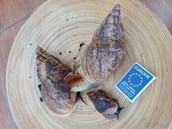 Oblovka žravá šnek africký