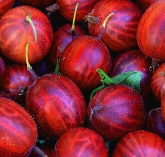 Angrešt keřový červený a bílý