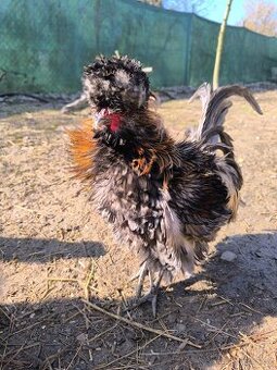 Kohoutek paduánka kadeřavá