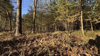 Prodej lesa, 8 225 m², Lány na Důlku, Pardubice