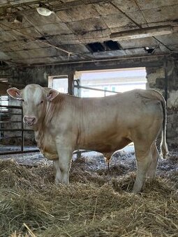Bezrohý plemenný býk charolais