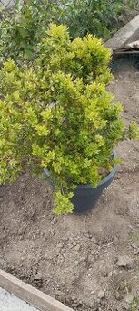 Prodám buxus