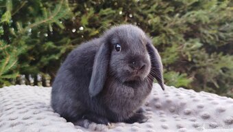 Zakrslý beránek, králíček, králík - CRISTIAN