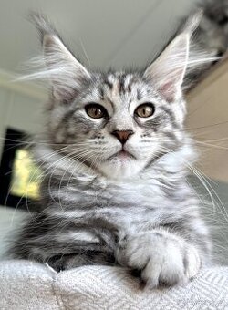 Harumi Maine Coon Mainská Mývalí s PP