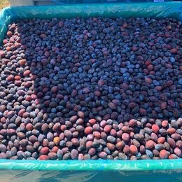 Prodej švestek na kvas – Boršice u Buchlovic (12,00 kč)