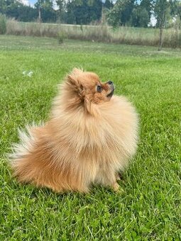 Mini pomeranian s PP FCI ke krytí