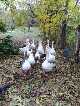 Prodám svatomartinské husy