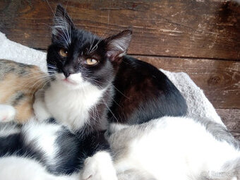 kocourek hledá láskyplný domov