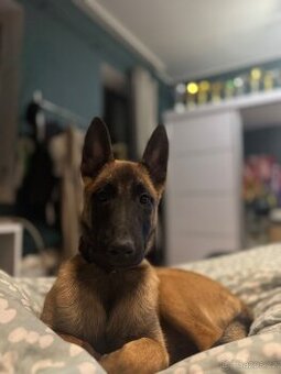 Belgický ovčák Malinois fena s průkazem původu