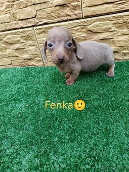 Jezevčík trpaslici