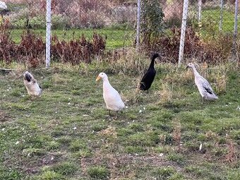 Pár indický běžec