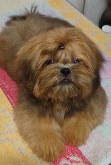 Štěňata Shih Tzu, FCI