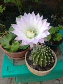 Kaktus Echinopsis