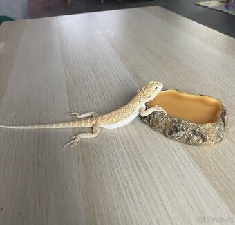 Agama vousatá mládě