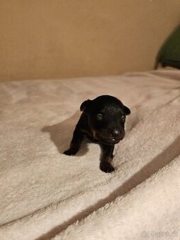 Ruský toy s PP v FCI