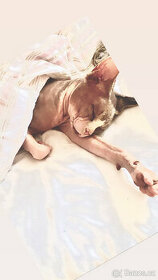 Kanandský sphynx, krytí