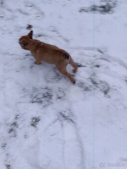 Francouzský buldocek