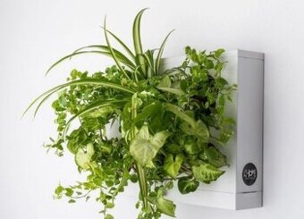 Květináč / Obraz z živých květin HOH