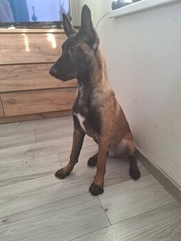 Štěně  Malinois