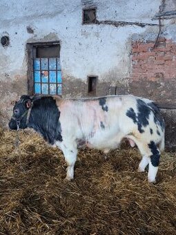 Plemenný býk belgické modré