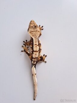 pagekon řasnatý samec