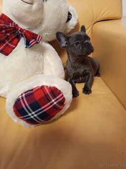 Francouzský buldoček