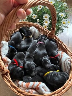 Flat Coated Retriever - černá štěňátka (odběr 6/2026)