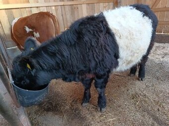 Galloway