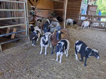 prodám dorper ovečky kříženky