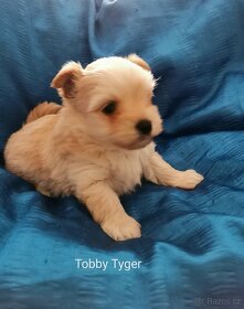 Tobby Tyger - jorkšírský terier golddust
