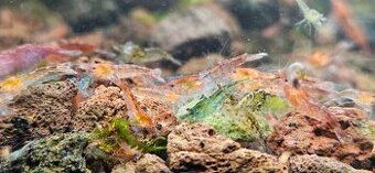 Krevetky neocaridina mix