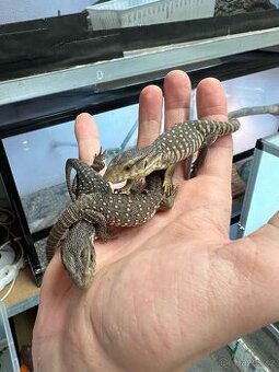 Varan nilský / Varanus niloticus & Varan stepní / Varanus ex
