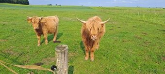 Prodám/vyměním jalovičky highland