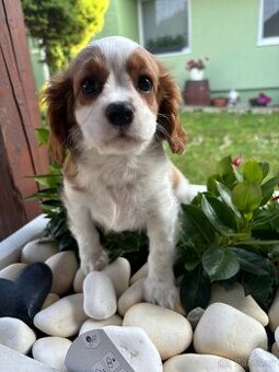 Cavalier King Charles španiel - 1