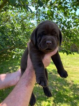 Štěňátka labradorského retrievera