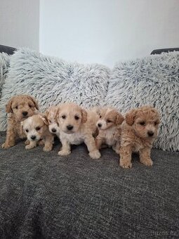 Maltipoo
