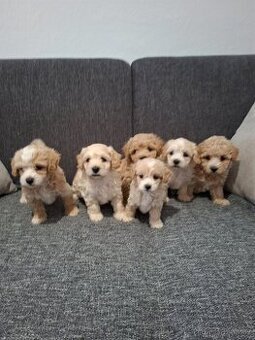 Maltipoo