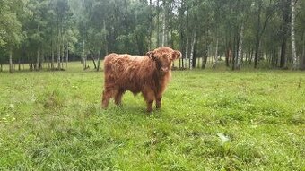 Prodám telátka Highland-Skotský náhorní skot,