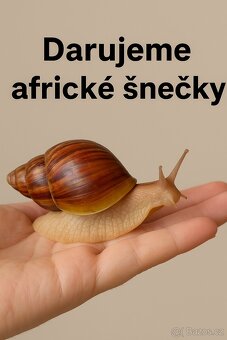 Africký šnek -Achatina