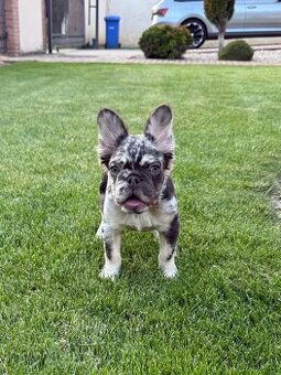 Francouzsky buldoček coko tan merle fluffy fenka