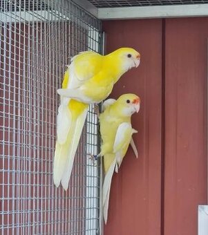 Rozela slámožlutá