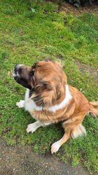 DARUJI - Moskevský strážní pes