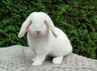 Zakrslý beránek, králíček, králík - NOAH